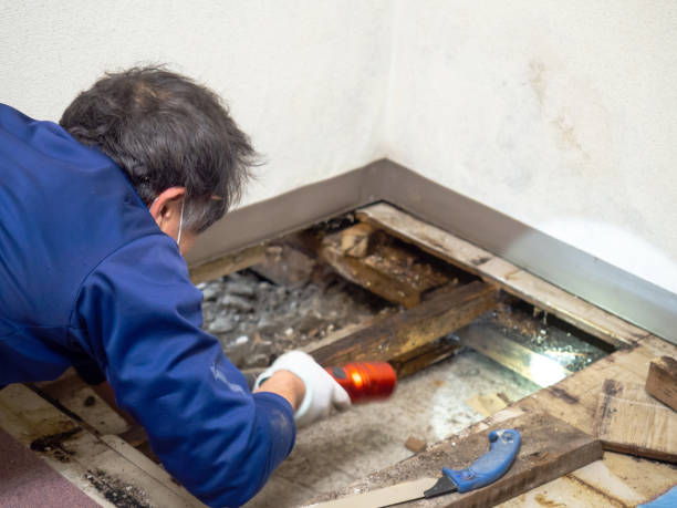 Best Black Mold Removal  in Greenwood, PA