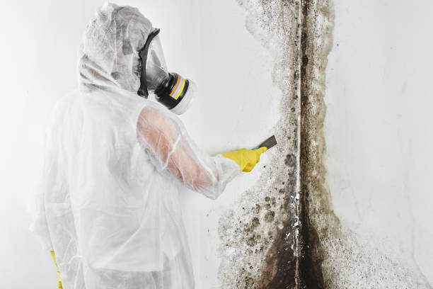 Best Commercial Mold Removal  in Greenwood, PA