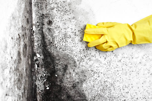 Best Mold Removal Near Me  in Greenwood, PA