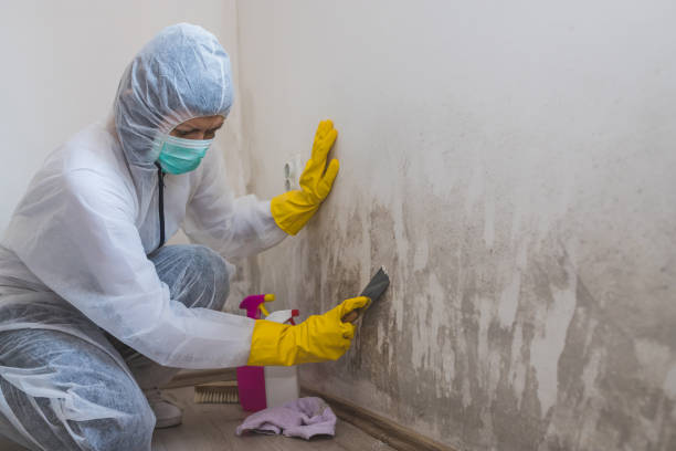 Best Mold Removal Process  in Greenwood, PA