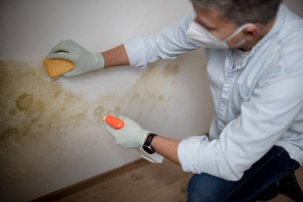 Best Mold Testing and Removal  in Greenwood, PA
