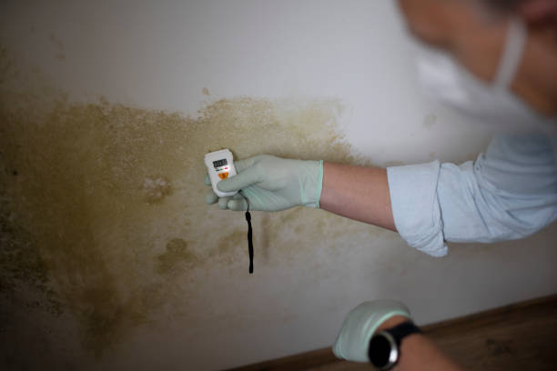Home Mold Removal in Greenwood, PA