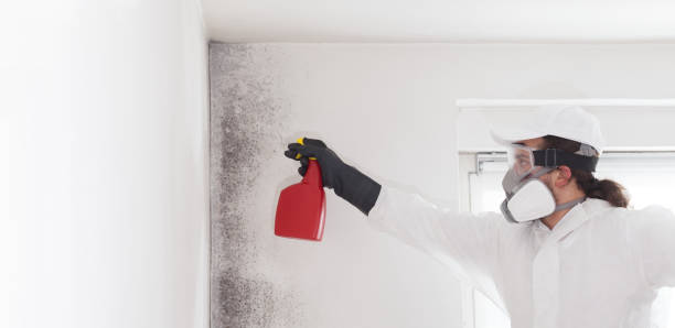 Best Black Mold Removal  in Greenwood, PA