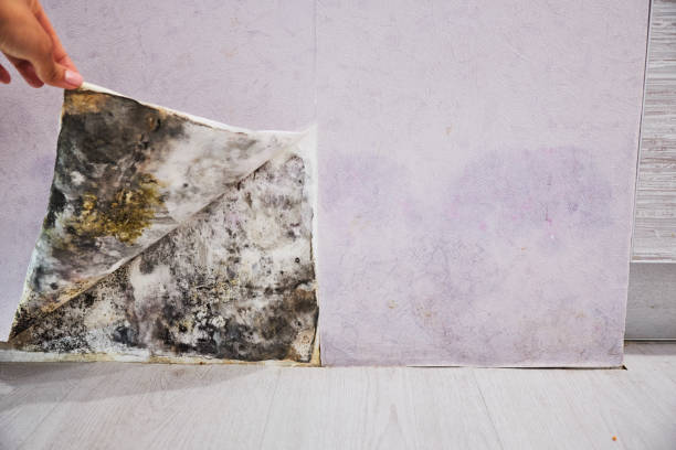 Best Residential Mold Removal  in Greenwood, PA